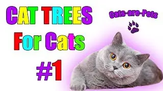 The Best Cat Scratching Trees At Home