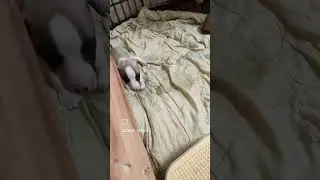 малышам скоро месяц #питомрикуиппетов #maupassant #уиппет #whippet #male #denwer_kennels#cute#щенки