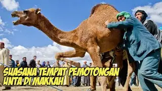 INI DIA !! TEMPAT PENYEMBELIHAN HEWAN QURBAN DI MAKKAH