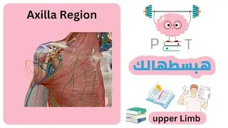 Axilla Region #upper_limb_هبسطهالك