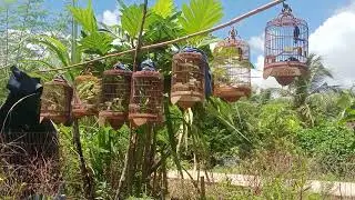 choè đất dợt rừng tại nhà