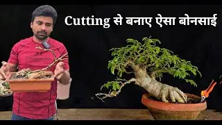 Cutting से बनाएं खूबसूरत बोनसाई l Baobab बोनसाई l planting stories