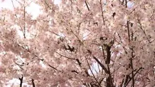 Spring Time Lapse