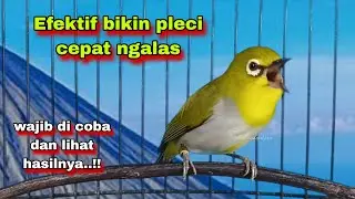 Suara Burung Pleci Gacor Ngalas,Pancingan Paling Cocok Untuk Pleci Bustomi Biar Cepat Gacor
