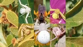 Crab Spider Compilation (Misumena Vatia)