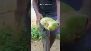 Expert Tips for Perfect Coconut Peeling Every Time! 🥥✅ #youtubeshorts #shorts #youtube