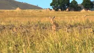 Feel the Rush TV - African Adventure