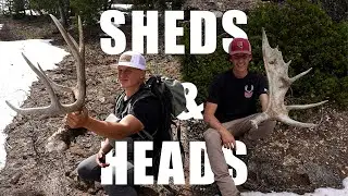 HUGE MOOSE SHED | HUGE DEADHEAD
