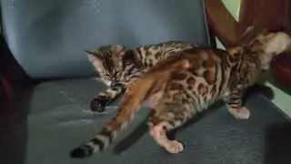 Relaxing.#cat #bengal #kitten #kucing #bengals #cute 