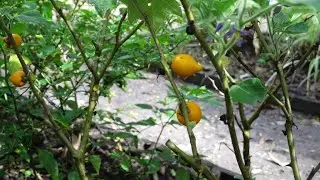 Rescate de plantas en peligro de extinción