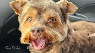 Petit chien mignon