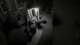 Cat Defends the House &mdash; Bear Retreats After Surprise Attack #cctv