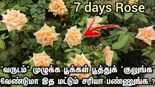 7 Days Rose கொத்துக்கொத்தாக பூக்க நச்சுனு நாலு டிப்ஸ்..! | Rose Growing Tips