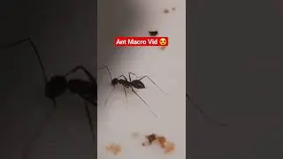 Ant Macro Video 😍 #macro #macrovideo #ant