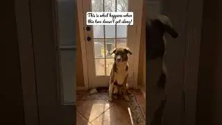 This is what happens when these two dogs does not get along!