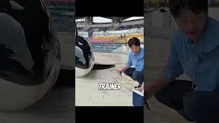 Голодная косатка говорит &laquo;НЕТ&raquo;&hellip; До последнего сюрприза 🐟😂 #шорты
