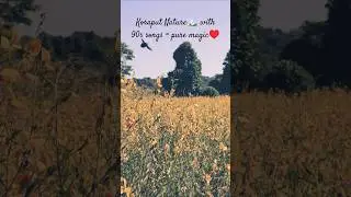 KORAPUT yellowish golden flowers #koraput #shorts #viral #nature #yellow #flowers #coldseason