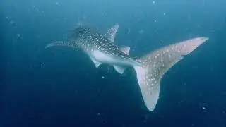 Sachika Liveaboard 01/2022 - Best of Central Atolls - Maldives