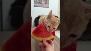 Can Cats Eat Fruit? YES&hellip; These 7!