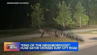 'King of the neighborhood': Huge alligator crosses Surf City Road