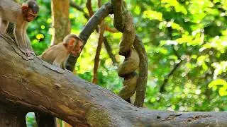 Rose monkey hidden of her baby from somebody see Them