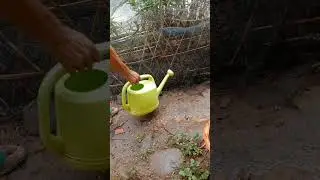 Cara menyemai benih cabai cengek langsung di tanah#@Aria-y82 #cara #tutorial #pertanian #petani