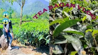 TEA Garden, gorubathan (kalimpong)