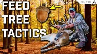 The Best Tactics for Hunting Mature Bucks Over Oak Trees