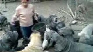 Uberto Gasche feeding Neapolitan Mastiff
