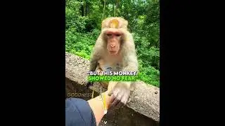 He Carefully Helped Her ❤️🐒