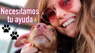 La realidad detrás de un refugio de animales | Roenlared