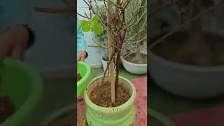Winter Tulsi Care Hack: Keep Your Tulsi Plant Healthy & Pest-Free #shorts