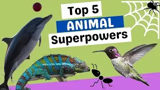 Top 5 Amazing Animal Superpowers. #animals #science #information