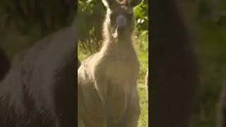 Kangaroos Are Very Social | NATURE Shorts | PBS