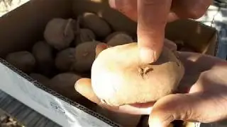 como y cuando plantar patatas tardías con éxito/cortar la patata por yemas/truco de la canela