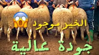 خيرات بلادي 🐏. ماشاء الله 🏔️🌱#حولي_العيد 