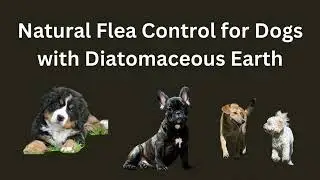 How To Kill Fleas On Dogs Naturally