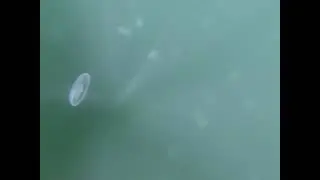 Paddling through Moon Jellies on the Indian Arm