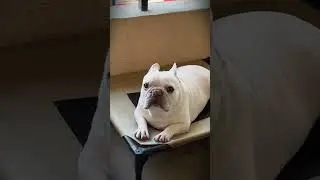 When you eat a snack in front of a FRENCHIE #shorts #frenchbulldog #dogs