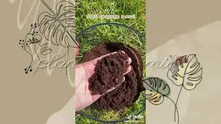 IDEAS ON HOW TO PROPAGATE AND REPOT A VENUS FLYTRAP / CARNIVOROUS PLANT
