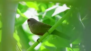 Common waxbill. Short video 4K-UHD Birds Photography | Wild Video | Wildlife Animals.