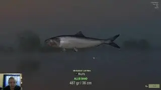 Fisher Online Scotland Both Whitefish species and Allis Shad