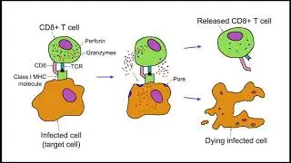What are T_cells (T cells) ?