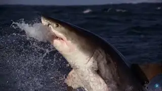 Shark Season (A Review & A Warning)
