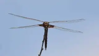 Red saddlebag dragonfly, California 92563