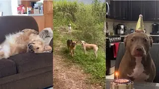 I dare you not to laugh at these funny dogs