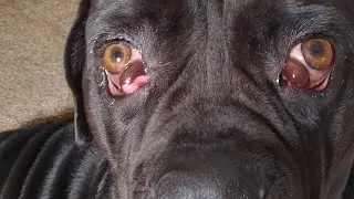 Cherry Eye 