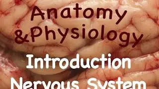 Nervous System : Introduction to the Nervous System (10:01)