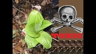 Wild Utah Plants: False Hellebore