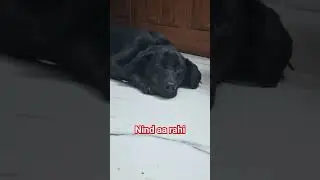 #yiminghay #music #song #bollywood #black labra #coco #hindisong #hiphop